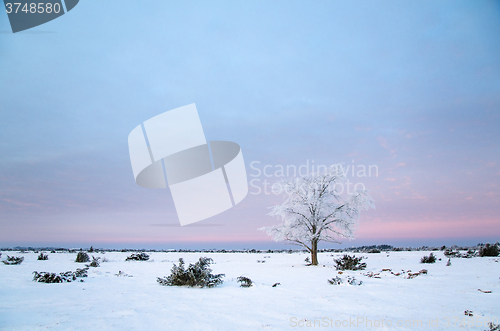 Image of Lonely frosty tree in a great plain area 