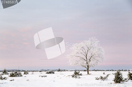 Image of Lone frosty tree in a winter landscape