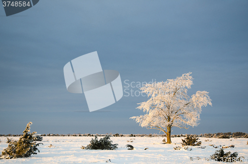 Image of Alone frosty tree in a plain landscape
