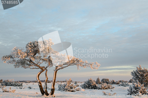 Image of Snowy and frosty pine tree