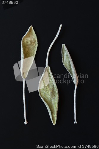 Image of Dry sage leaves (salvia)