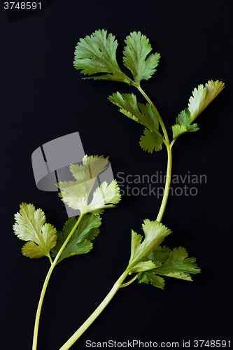 Image of Fresh cilantro sprigs (coriander)