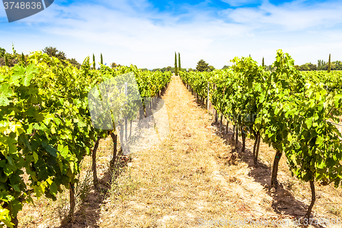 Image of Provence vineyard