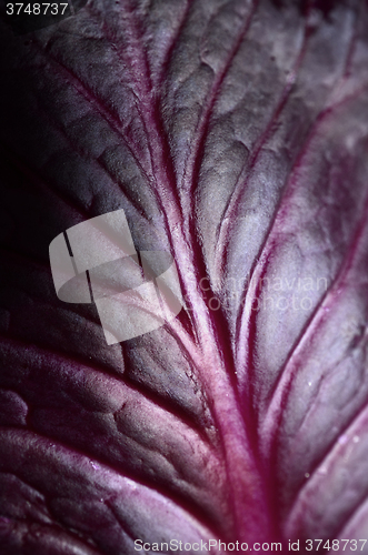 Image of Red cabbage leaf