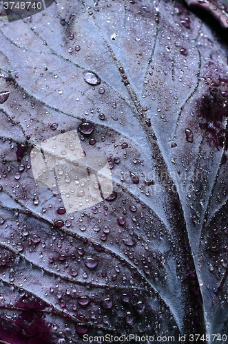 Image of Red cabbage leaf