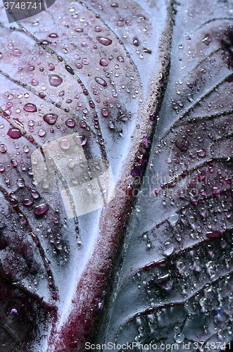 Image of Red cabbage leaf