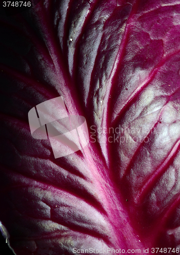 Image of Red cabbage leaf