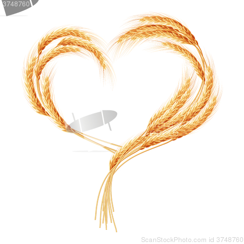 Image of Wheat ears Heart isolated on the white. EPS 10