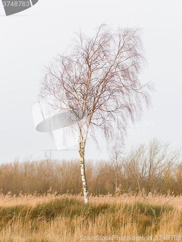 Image of Bare Silver birch (Betula pendula) 