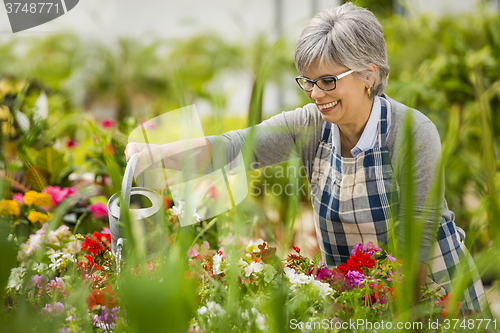 Image of Mature woman watering flowers