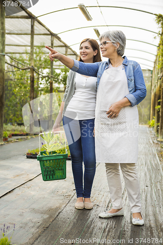 Image of Worker and customer in a green house