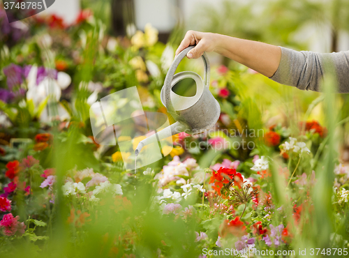 Image of Mature woman watering flowers