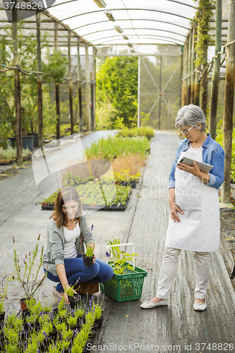 Image of Worker and customer in a green house