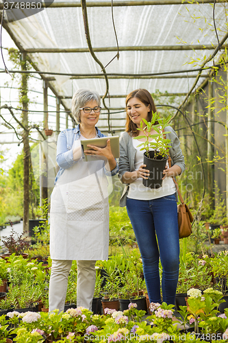 Image of Worker and customer in a green house