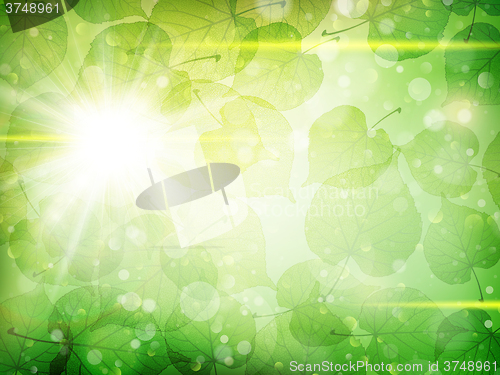 Image of Green leaves background. EPS 10