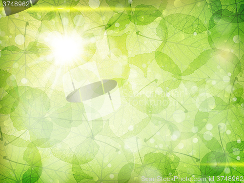 Image of Green leaves background. EPS 10