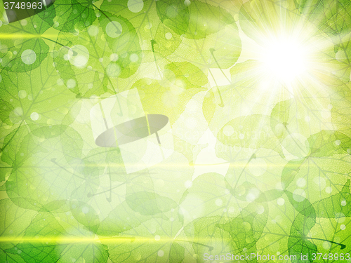 Image of Green leaves background. EPS 10