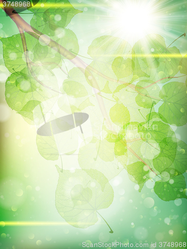 Image of Green leaves background. EPS 10