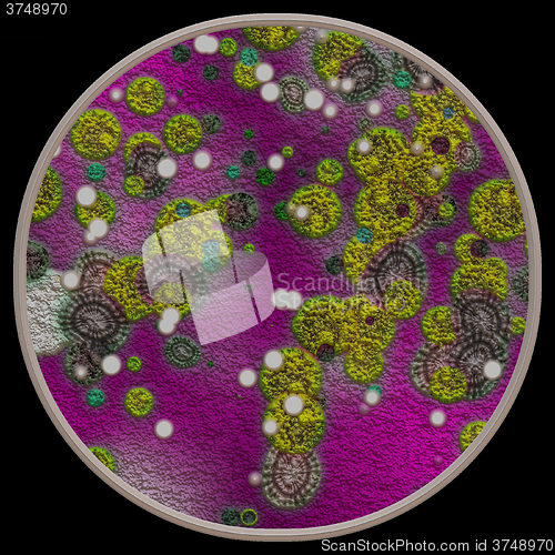 Image of Lichen and fungi under microscope