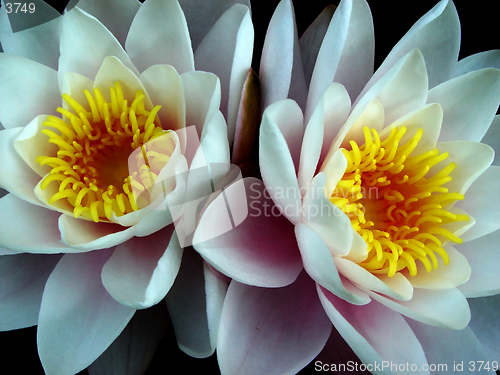 Image of water lily twins