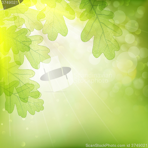 Image of Background of green leaves. EPS 10