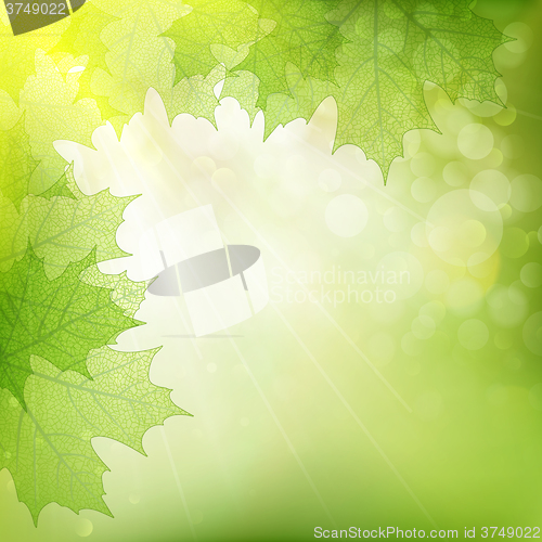 Image of Background of green leaves. EPS 10