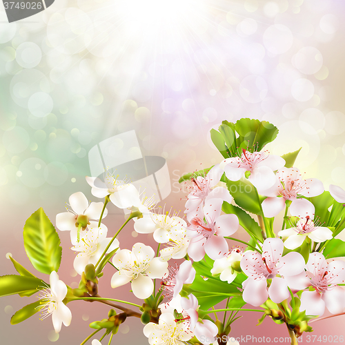 Image of Blooming apple tree against the sky. EPS 10