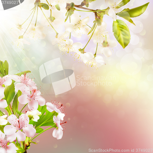 Image of Blooming apple tree against the sky. EPS 10