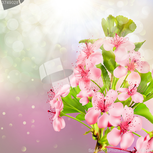 Image of Blooming apple tree against the sky. EPS 10