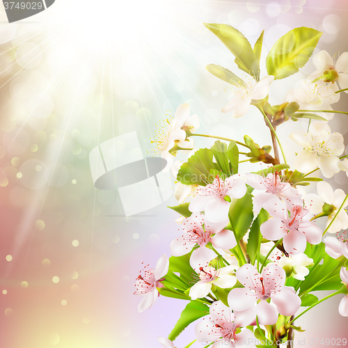 Image of Blooming apple tree against the sky. EPS 10