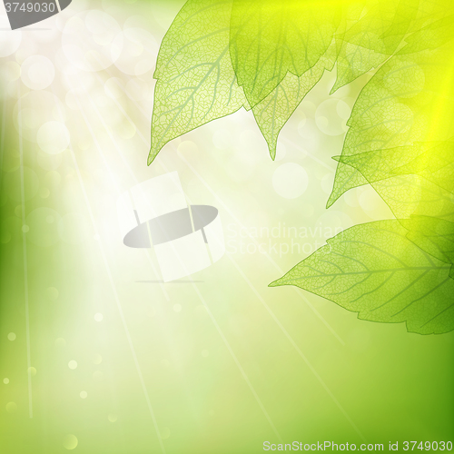 Image of Background of green leaves. EPS 10