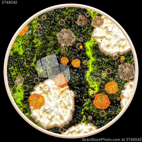 Image of Lichen and fungi under microscope