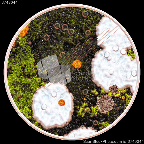 Image of Lichen and fungi under microscope