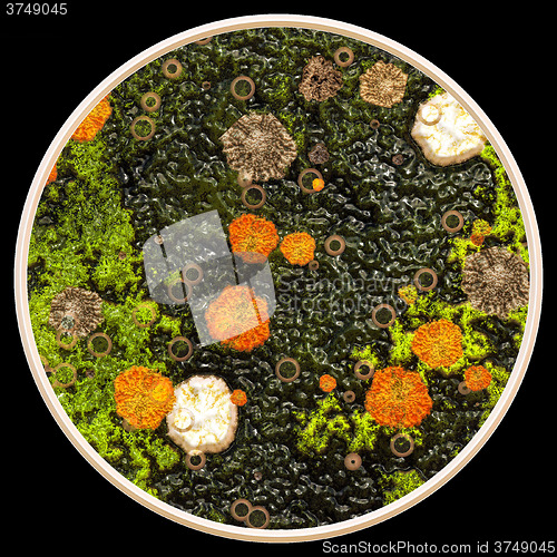 Image of Lichen and fungi under microscope