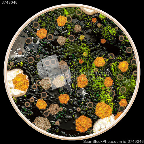 Image of Lichen and fungi on petri dish