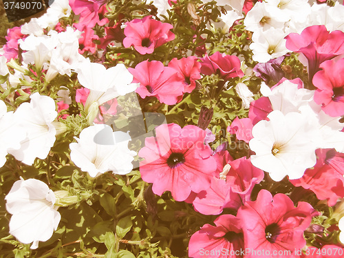 Image of Retro looking Flower picture