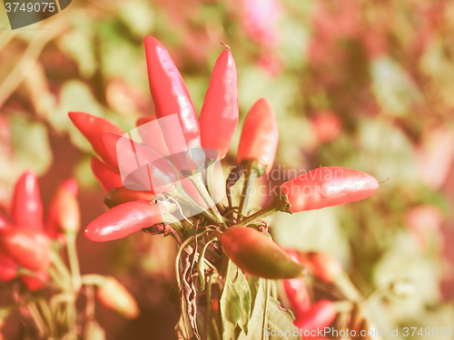 Image of Retro looking Chili Pepper