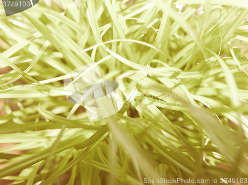 Image of Retro looking Grass meadow weed