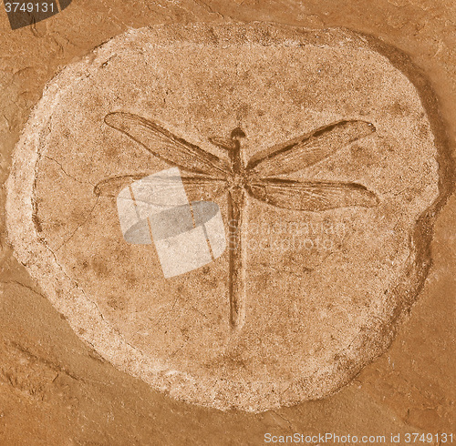 Image of  Dragonfly Fossil vintage