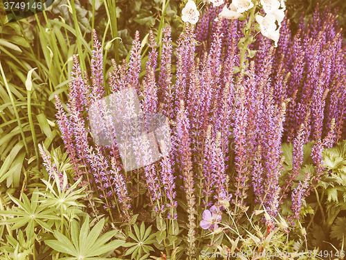 Image of Retro looking Salvia flowers