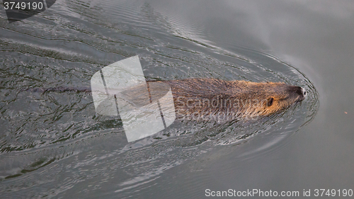 Image of Myocastor coypus, single mammal