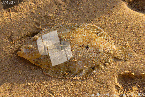 Image of Flounder