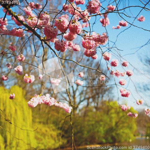 Image of in london   park the pink tree and blossom flowers natural