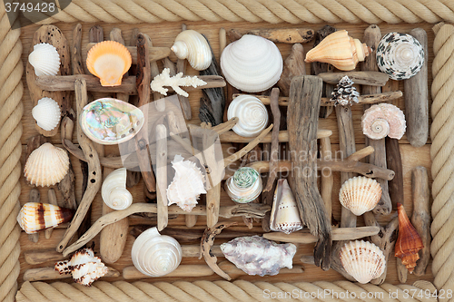 Image of Driftwood and Sea Shell Abstract