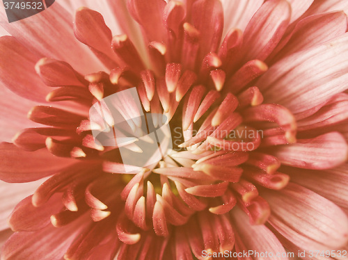 Image of Retro looking Chrysanthemum picture