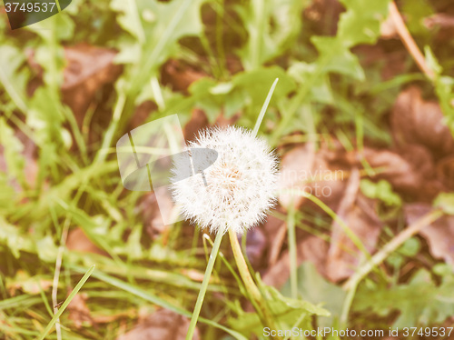 Image of Retro looking Dandelion flower