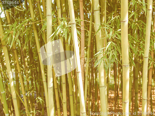 Image of Retro looking Bamboo plants