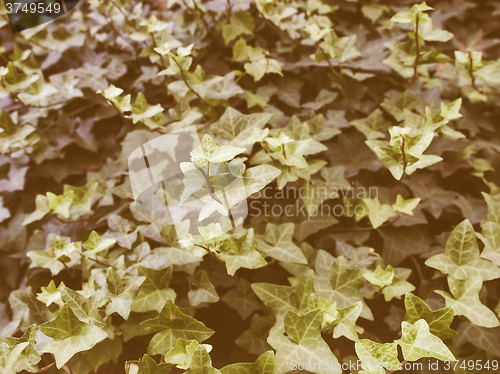Image of Retro looking Ivy picture