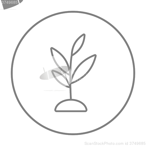 Image of Sprout line icon.