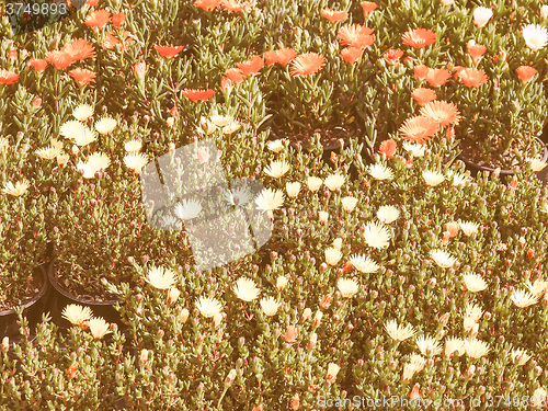 Image of Retro looking Flowers